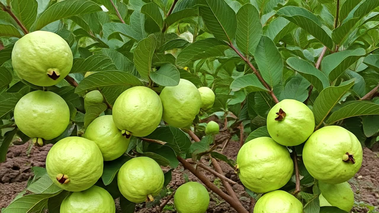 🌿Grow Guava Tree Fast with These Pro Tips for Beginners!