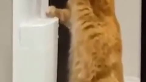 funny cat drinking water!!!