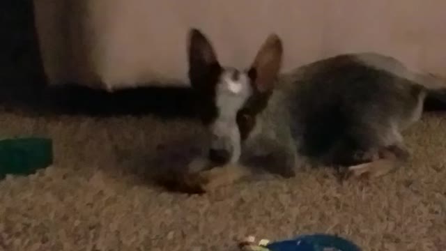 Blue Heeler Puppy Playing