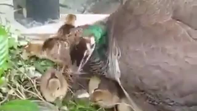 Peacock hatching