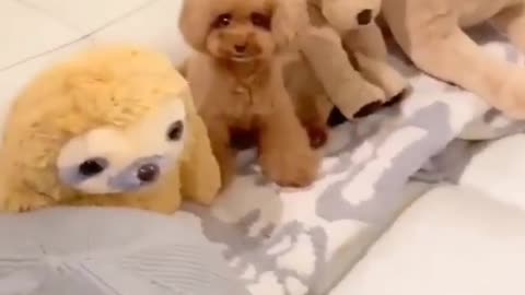 It is difficult to recognize dog from group of teddy