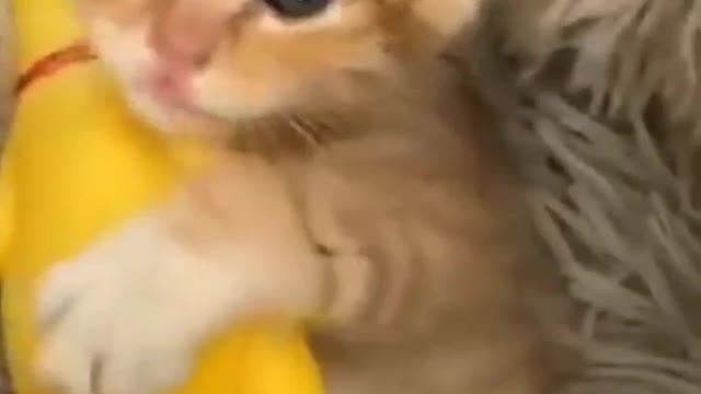 #cute #cat #funny #funnycat #video #funnyvideo #cats #funnycats #cutecats