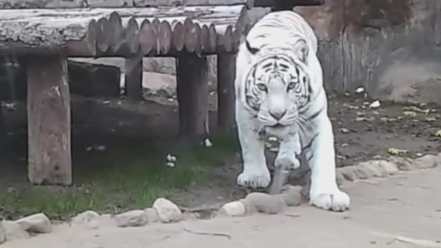 Tiger animal