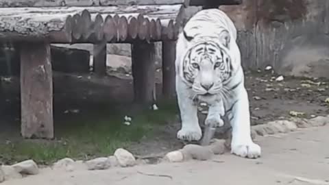 Tiger animal