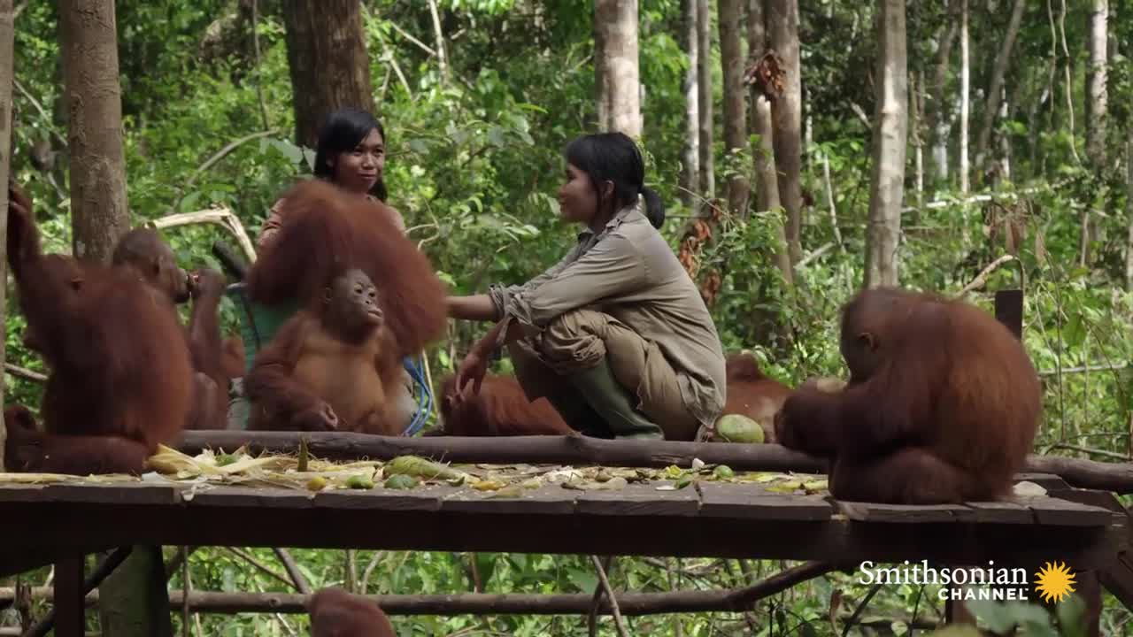 Baby Orangutans Learn how to Crack Coconuts