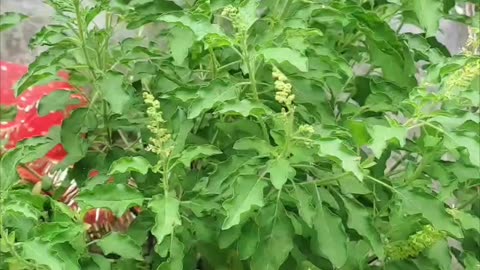 Tulsi tree?