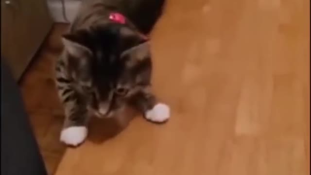 Cat funny video 😂