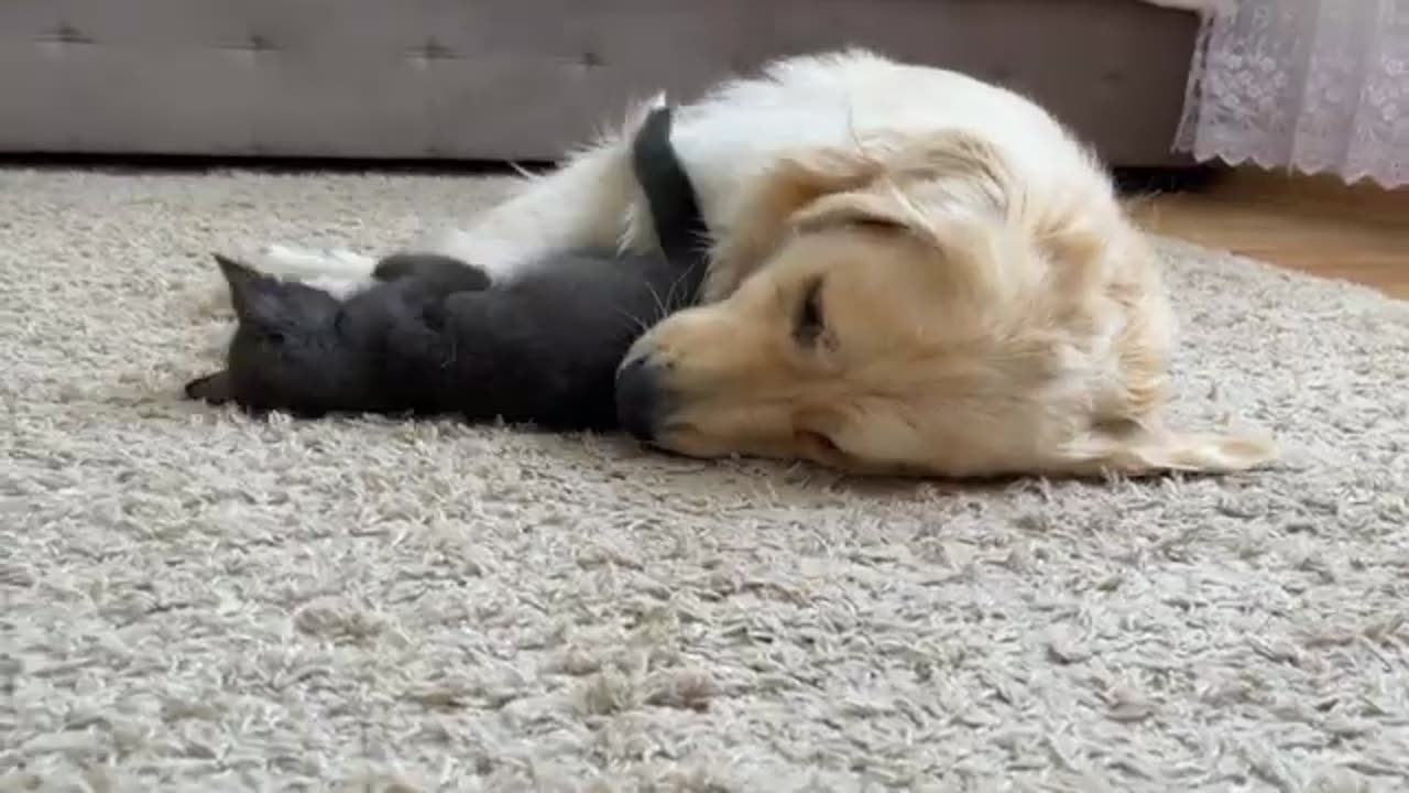 Poor Golden Retriever Attacked by Fearless Kitten