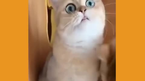 Funny Cute Pet