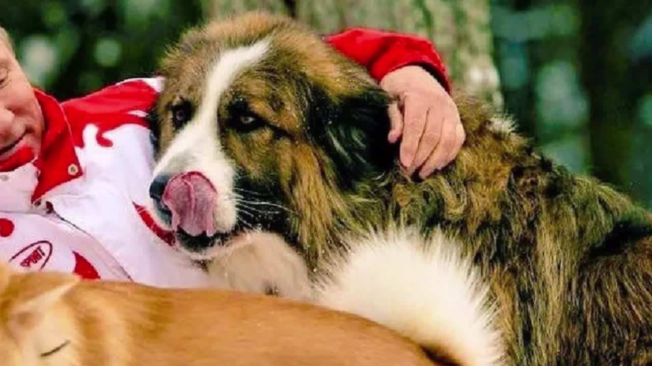 7 Dogs of Vladimir putin
