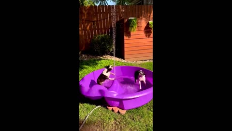 Boston Terriers have fun playing in the pool