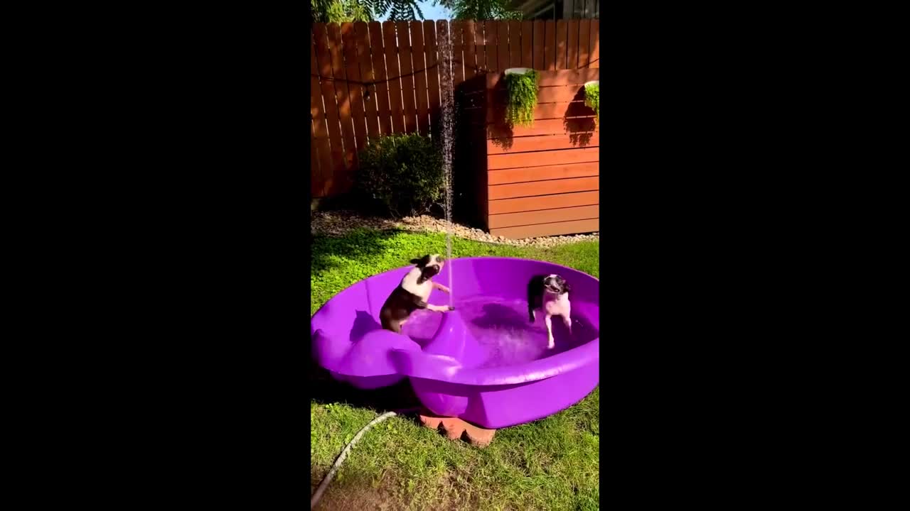 Boston Terriers have fun playing in the pool