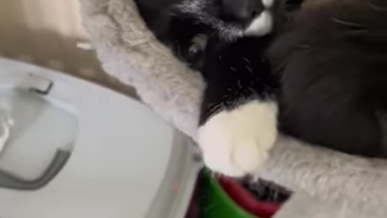 Five Minutes of Odd Cat Videos on TikTok