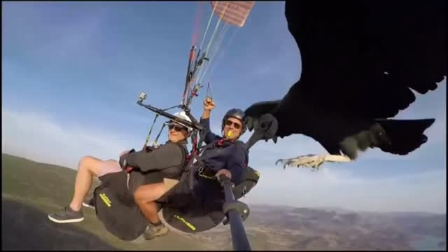 The Bird Sits On A Man's Selfie Stick