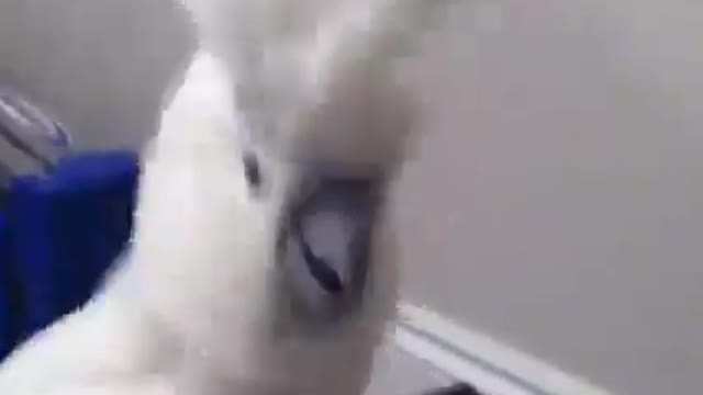 The parrot sings and dances