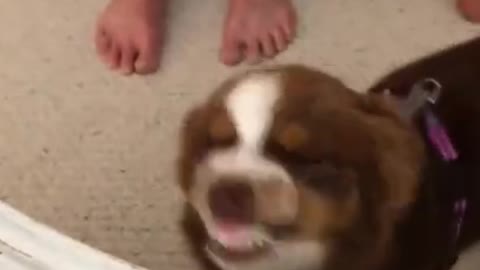 Smiling dog