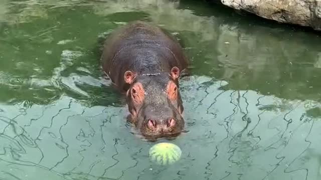 A hippopotamus