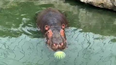 A hippopotamus