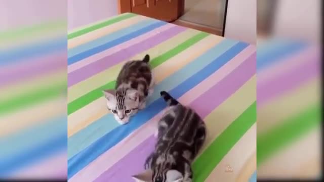 Baby Cats - Cute and Funny Cat Videos Compilation