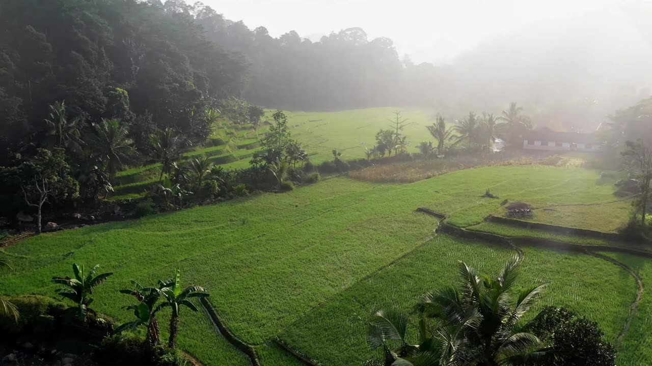 Different Birds sound with Rice farm