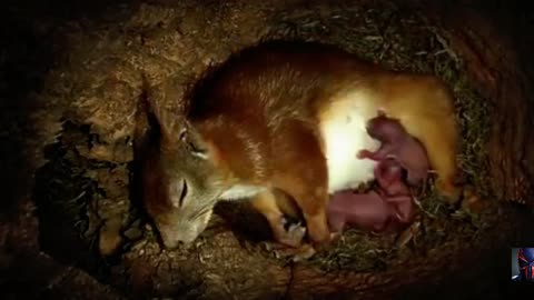 Squirrel Has Amazing Birth in the hole of tree!!!