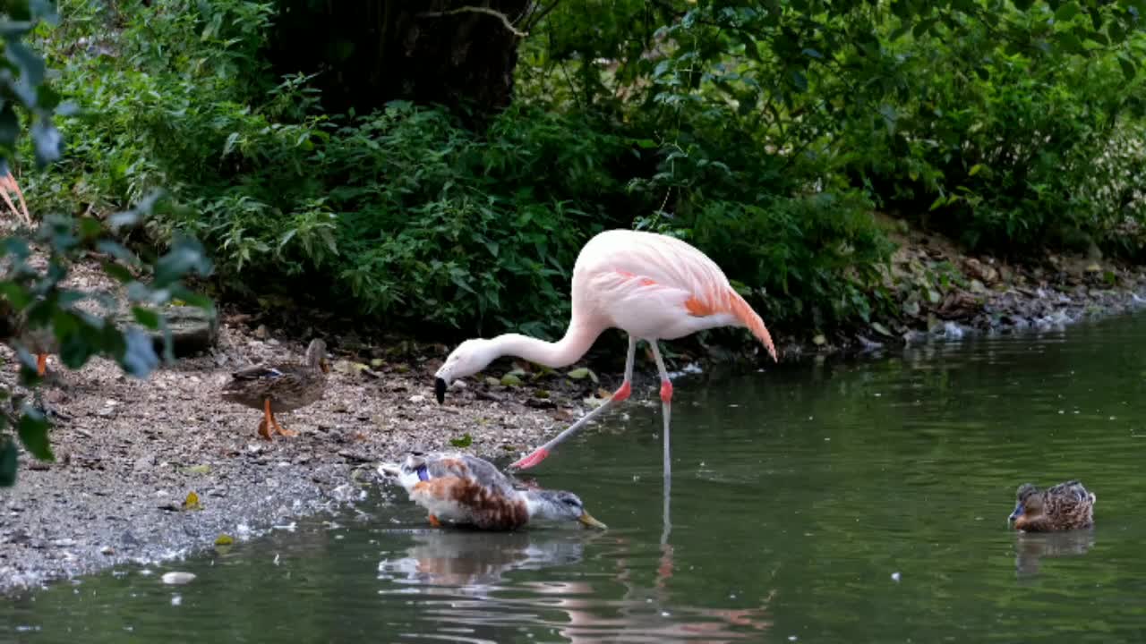 Underwater ship,made in Japan, water in animals chooj,