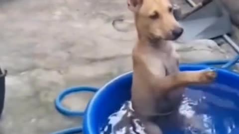 Funny viral video