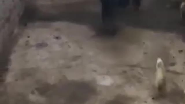 snake tried to get a dot but got really bad with chicken