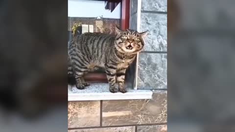 Beautiful cat