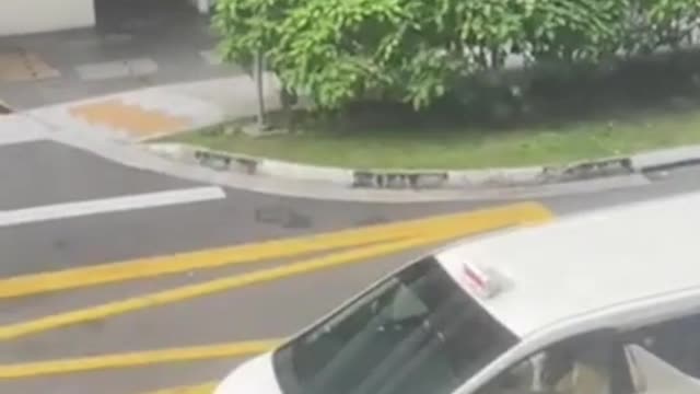 Otter family tries sneaking through Alexandra condo gates