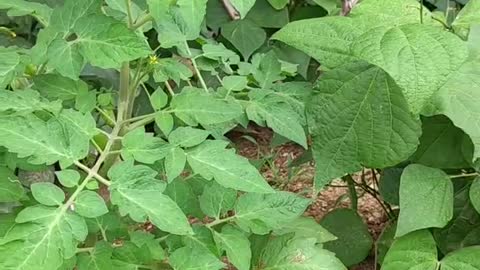 This is a tomato plant