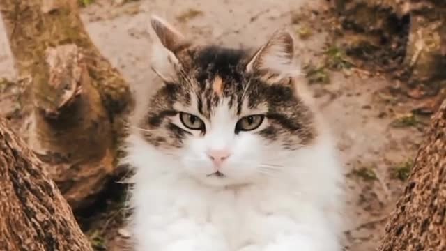 Cat Video Status