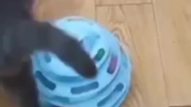 Cute Cats😍😍😸😸😺#shorts #funnycats #animalsshorts