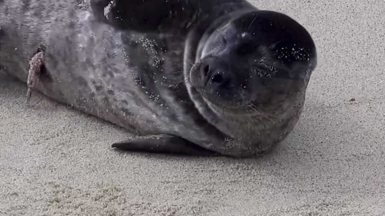 The harbor seal pupping season 🦭