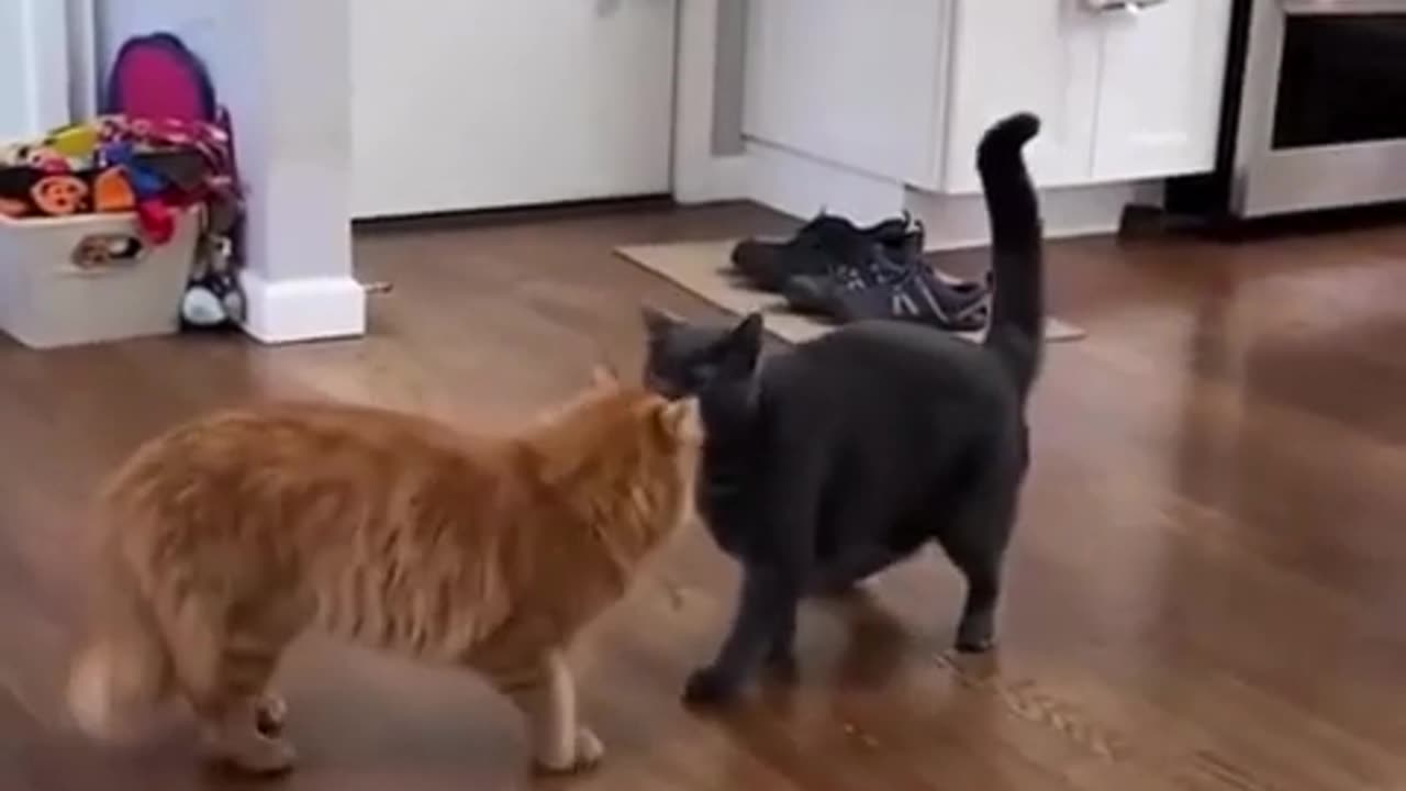 Funny Cats moments