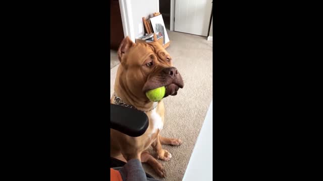 Massive pit bull holds ball in the side of his mouth