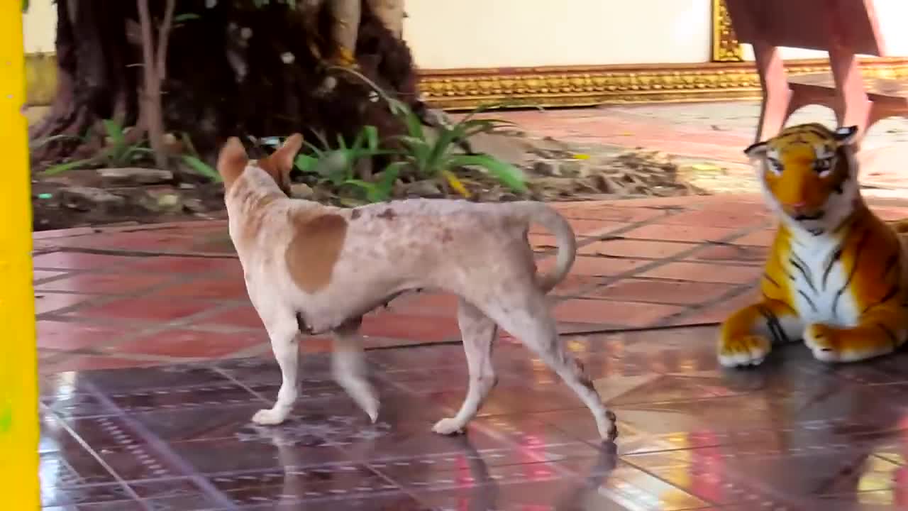 Fake tiger prank with dog and monkey