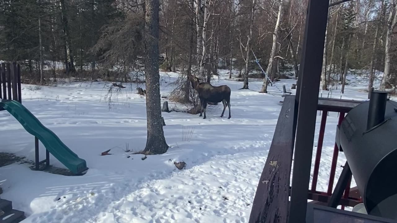 Moose Playtime in the Backyard! 🦌 Unforgettable Wildlife Encounter #Moose #Wildlife #BackyardNature