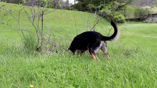 German Shepherd Day in the Life