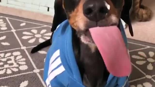 My girlfriend definitely likes this tongue, do you like it?