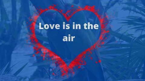 Love is in the Air - Military Macaws