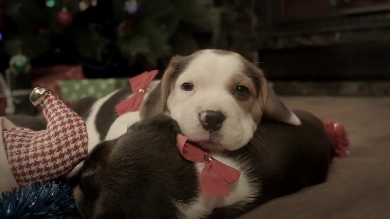 The Cutest Merry Christmas EVER : Beagle Puppies