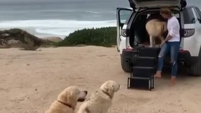 Obediently the dogs climb into the vehicle