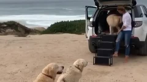 Obediently the dogs climb into the vehicle