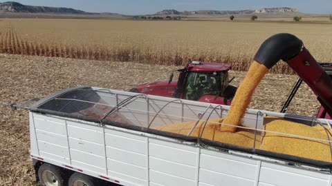 Close up grain cart emptying into semi