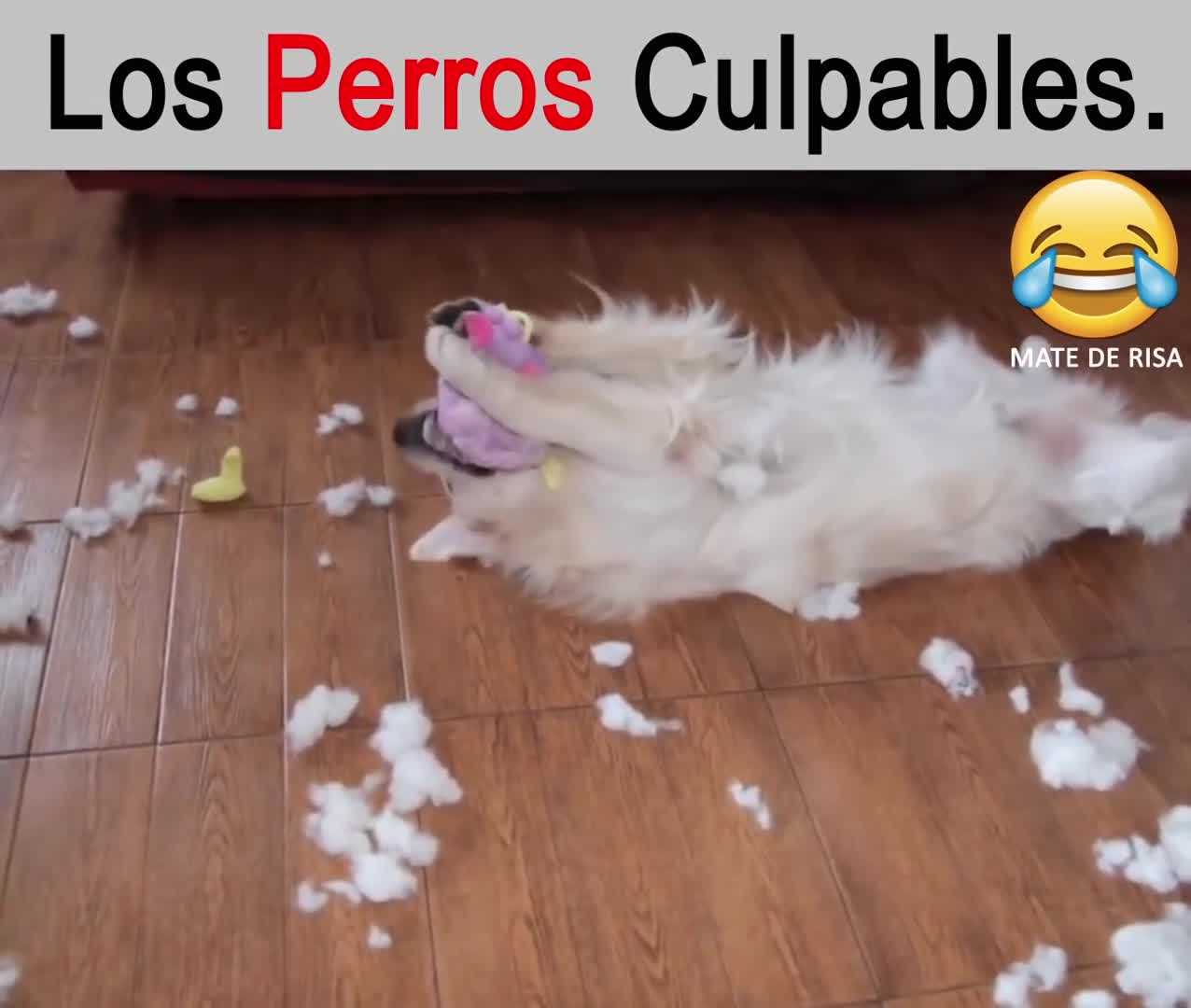 Perritos Culpables ...