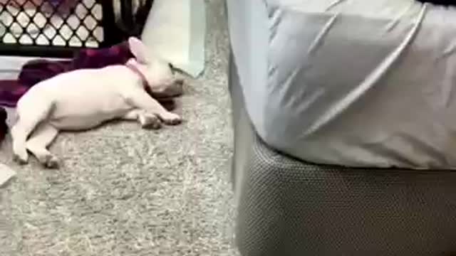 Cute puppy pretending to 😴 sleep