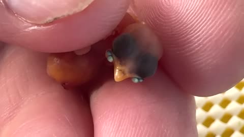 Mirror|Gemstones in a baby bird | Blue-faced Parrotfinch hatching adventure