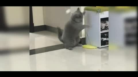 Funny cat