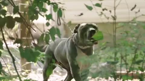 Gute animals